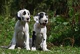 DOGUE ALLEMAND 243